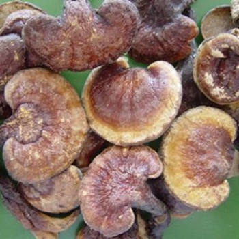 Reishi Mushroom Extract, Reishi Mushroom Powder, Ganoderma Lucidum Extract