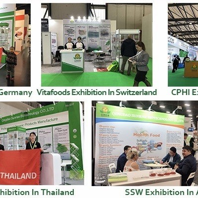 GMP Manufacturer Hot Selling Fresh Royal Jelly