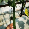 Hybrid F1 Long Ridge Luffa Seeds Loofah Seeds for Growing