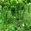 Hybrid F1 Long Ridge Luffa Seeds Loofah Seeds for Growing