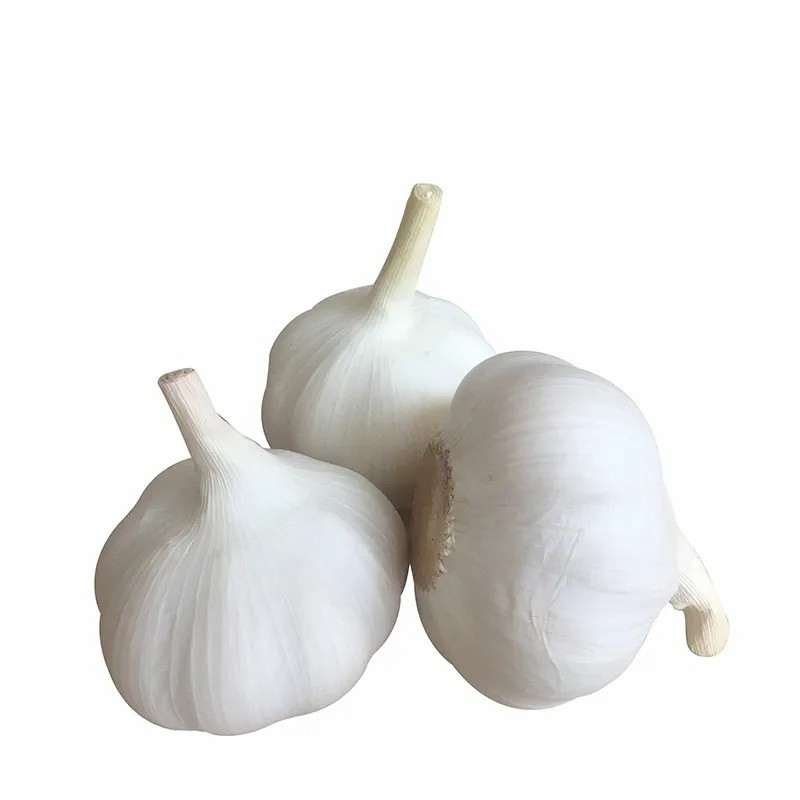 New Crop Garlic Price Garlic 10kg Carton