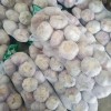 New Crop Garlic Price Garlic 10kg Carton
