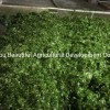 Dried Ulva Seaweed The Best Quality Competitive Price
