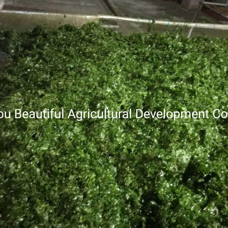 Dried Ulva Seaweed The Best Quality Competitive Price
