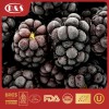 New Crop High Quality IQF Freeze Frozen Blackberry