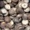 IQF Mushroom Frozen Shiitake Price Whole for Export