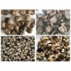 Canned Food Canned Straw Mushroom Whole in Brine