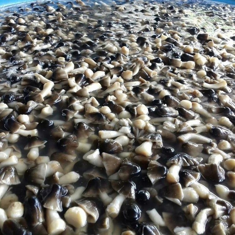 Canned Food Canned Straw Mushroom Whole in Brine