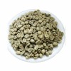 Green Coffee Beans Yunnan Origin Wholesale Direct Export Supply