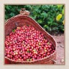 Green Coffee Beans Yunnan Origin Wholesale Direct Export Supply