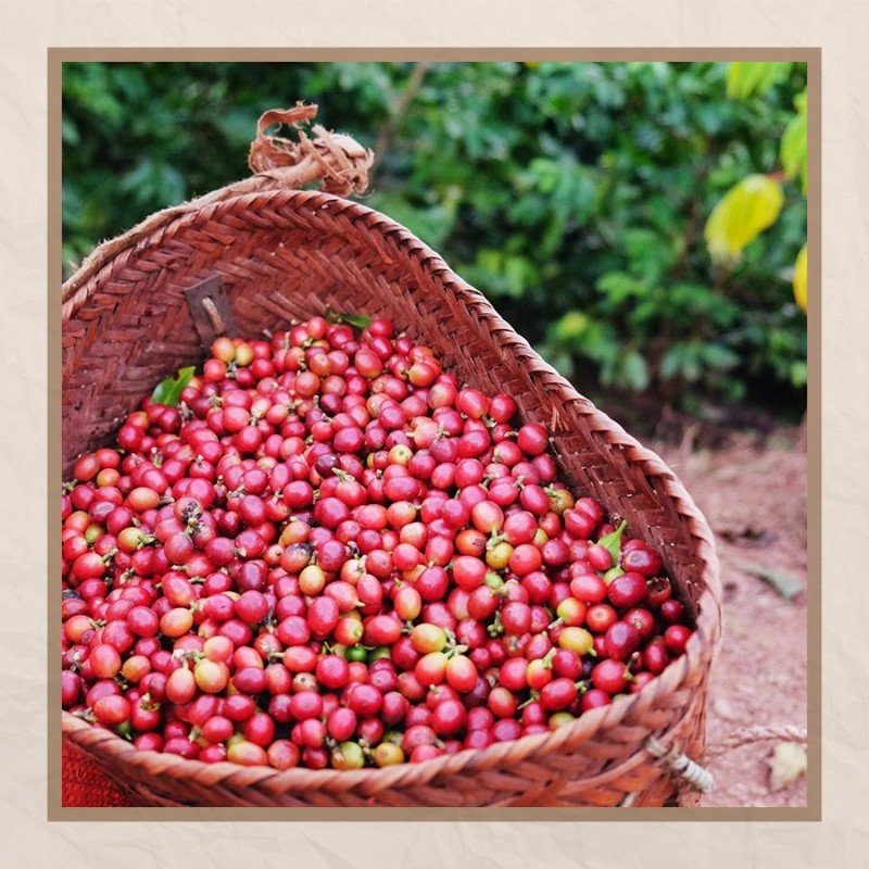 Green Coffee Beans Yunnan Origin Wholesale Direct Export Supply