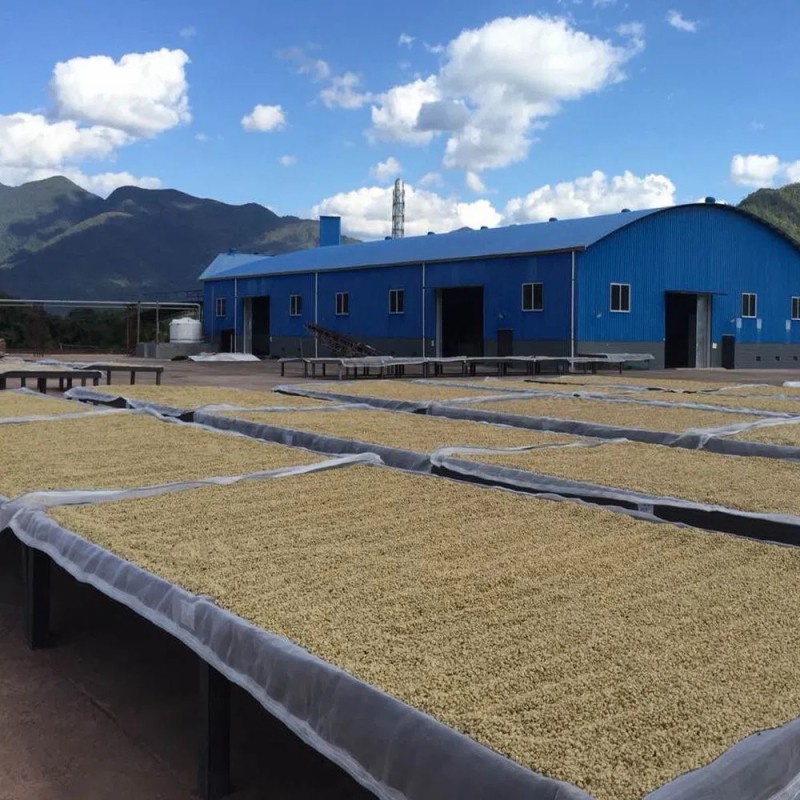 Green Coffee Beans Yunnan Origin Wholesale Direct Export Supply