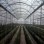 Wind-Resistant Wholesale Professional Versatile Commercial Film Greenhouse for Vegetable Cultivation