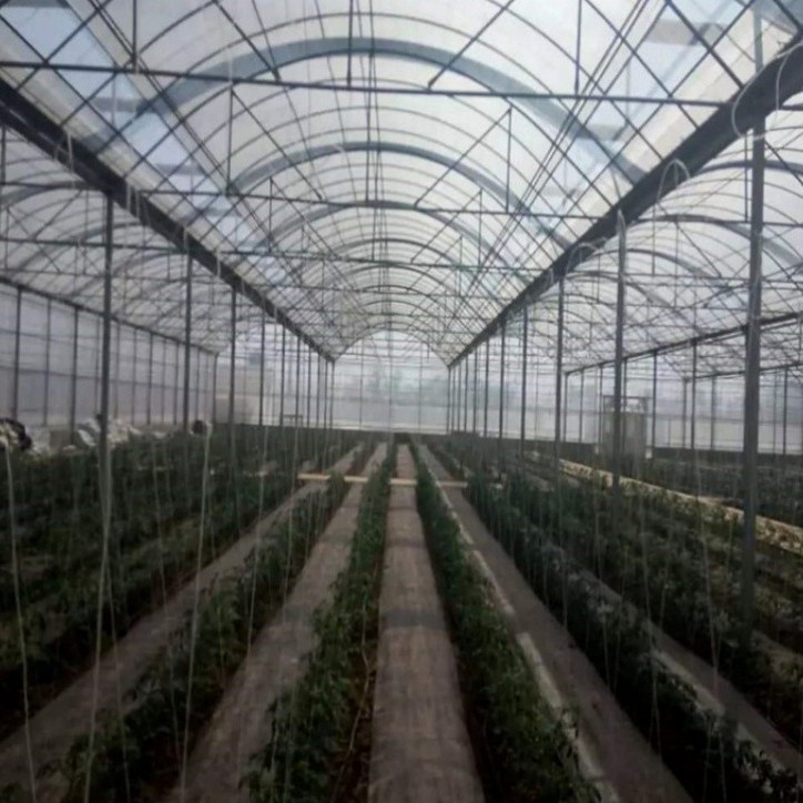 Wind-Resistant Wholesale Professional Versatile Commercial Film Greenhouse for Vegetable Cultivation