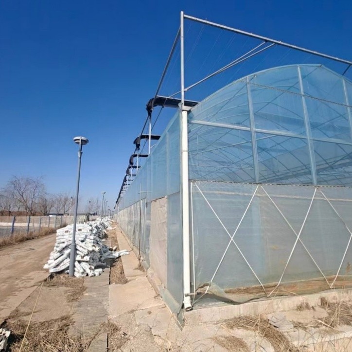 Wind-Resistant Wholesale Professional Versatile Commercial Film Greenhouse for Vegetable Cultivation