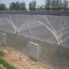 Wind-Resistant Wholesale Professional Versatile Commercial Film Greenhouse for Vegetable Cultivation