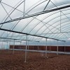 Wind-Resistant Wholesale Professional Versatile Commercial Film Greenhouse for Vegetable Cultivation