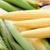 Big Canned Sweet Baby Corn From Fresh Cultivated Material