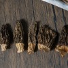 Wholesale-Grade Dried Morel Mushrooms - Specialized for Catering Hotels & Export