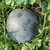 Big Size Round Black Skin Watermelon Hybrid Watermelon Seeds