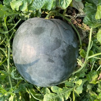 Big Size Round Black Skin Watermelon Hybrid Watermelon Seeds