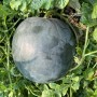 Big Size Round Black Skin Watermelon Hybrid Watermelon Seeds