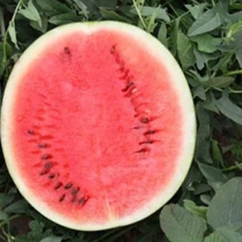Big Size Round Black Skin Watermelon Hybrid Watermelon Seeds