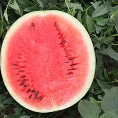 Big Size Round Black Skin Watermelon Hybrid Watermelon Seeds