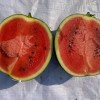 Big Size Round Black Skin Watermelon Hybrid Watermelon Seeds