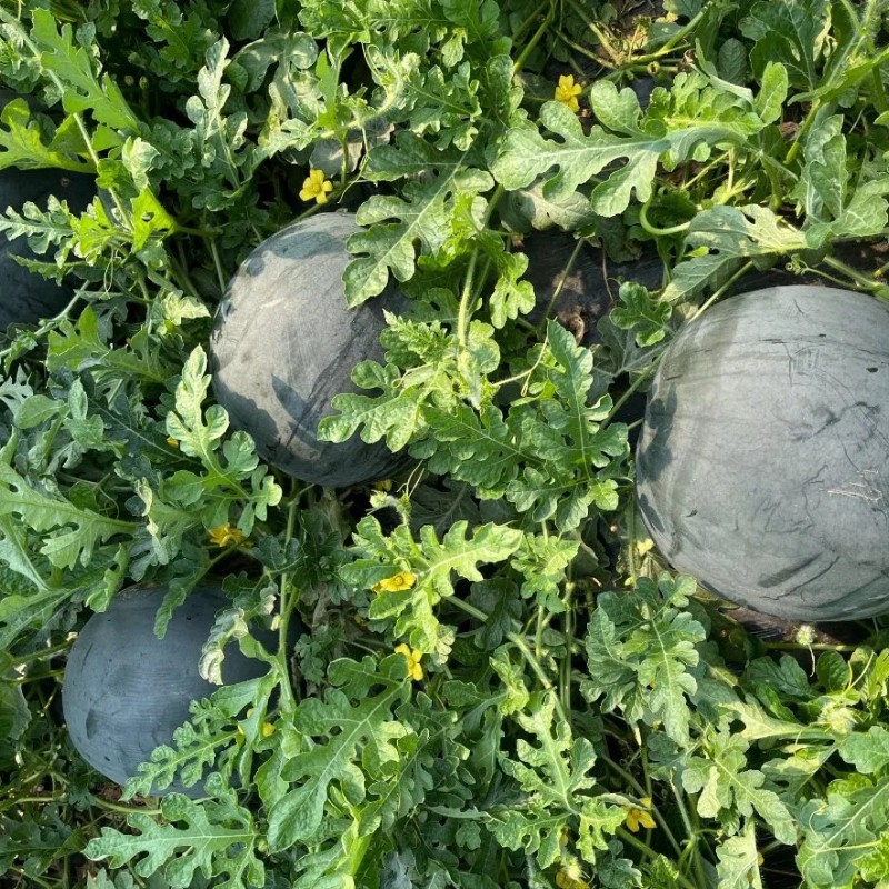 Big Size Round Black Skin Watermelon Hybrid Watermelon Seeds