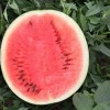 Big Size Round Black Skin Watermelon Hybrid Watermelon Seeds