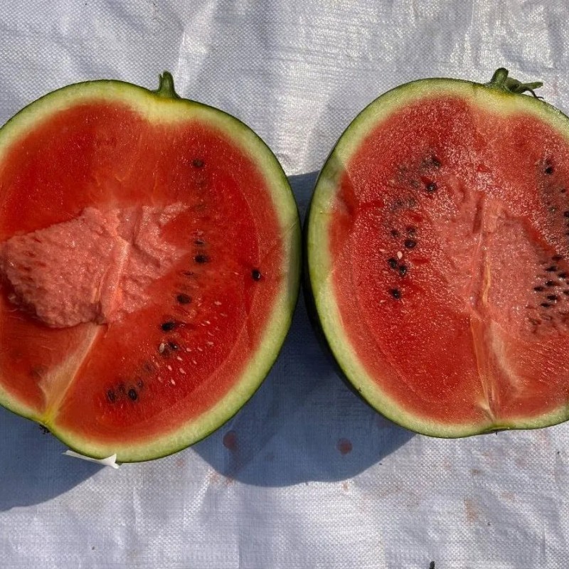 Big Size Round Black Skin Watermelon Hybrid Watermelon Seeds