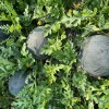 Big Size Round Black Skin Watermelon Hybrid Watermelon Seeds