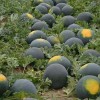 Big Size Round Black Skin Watermelon Hybrid Watermelon Seeds
