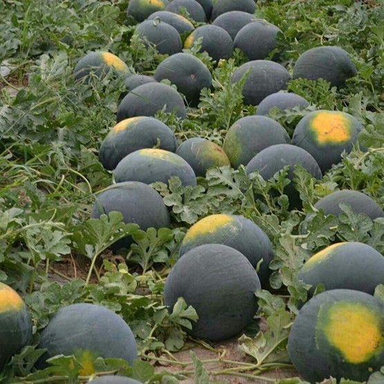 Big Size Round Black Skin Watermelon Hybrid Watermelon Seeds