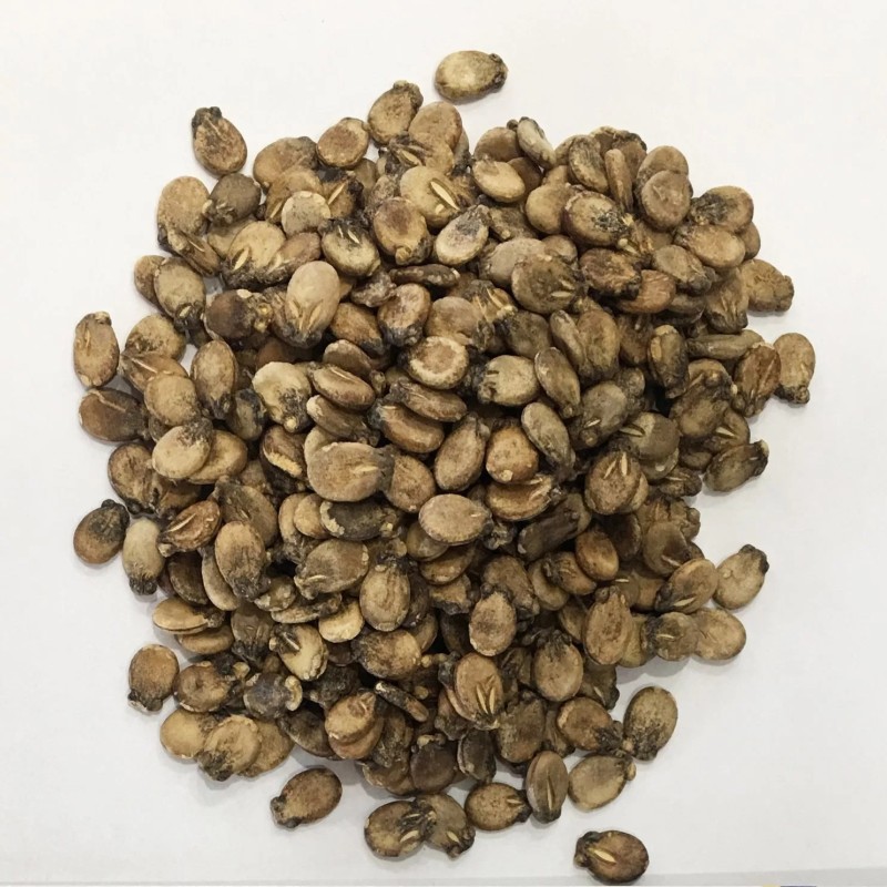 Big Size Round Black Skin Watermelon Hybrid Watermelon Seeds