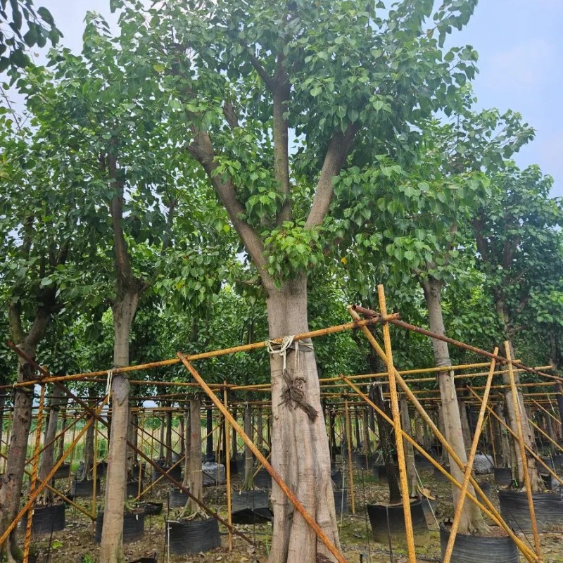 Outdoor Ficus Religiosa Ornamental Tree Wholesale Live Plant Tree Seedlings