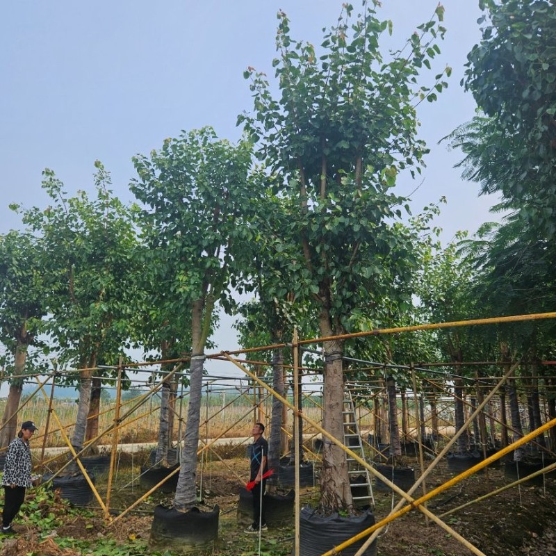 Outdoor Ficus Religiosa Ornamental Tree Wholesale Live Plant Tree Seedlings