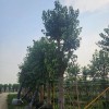 Outdoor Ficus Religiosa Ornamental Tree Wholesale Live Plant Tree Seedlings