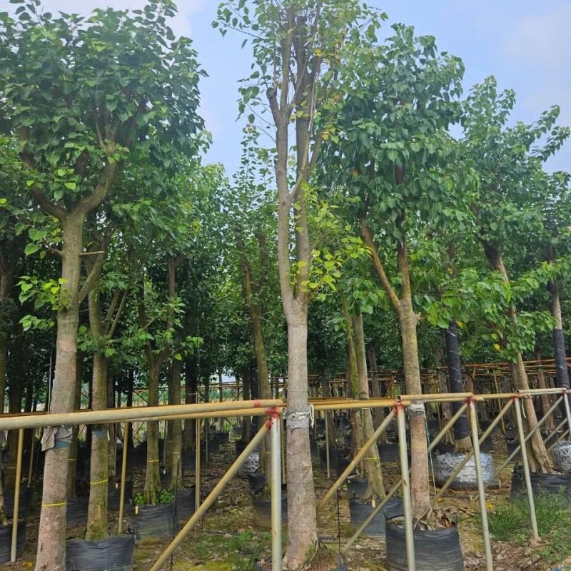 Outdoor Ficus Religiosa Ornamental Tree Wholesale Live Plant Tree Seedlings