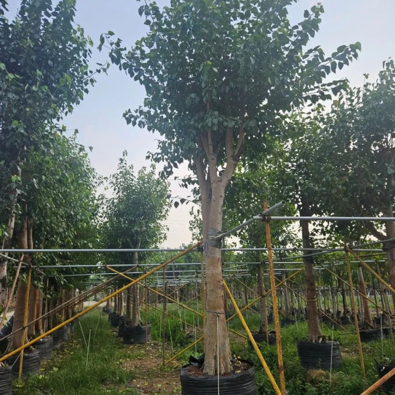 Outdoor Ficus Religiosa Ornamental Tree Wholesale Live Plant Tree Seedlings