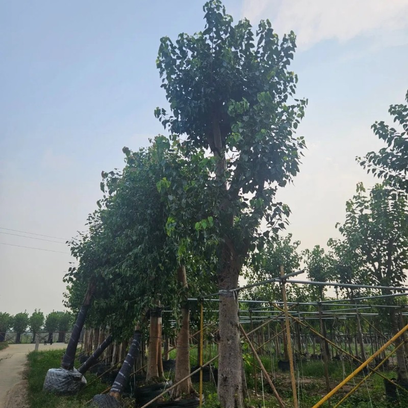 Outdoor Ficus Religiosa Ornamental Tree Wholesale Live Plant Tree Seedlings