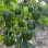 Hot Sale Hybrid F1 Deep Green Sweet Pepper Seeds for Growing-SL04