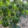 Hot Sale Hybrid F1 Deep Green Sweet Pepper Seeds for Growing-SL04