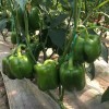 Hot Sale Hybrid F1 Deep Green Sweet Pepper Seeds for Growing-SL04