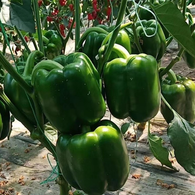 Hot Sale Hybrid F1 Deep Green Sweet Pepper Seeds for Growing-SL04