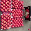 Nepal Full Red Color Paper Bag FUJI Apple