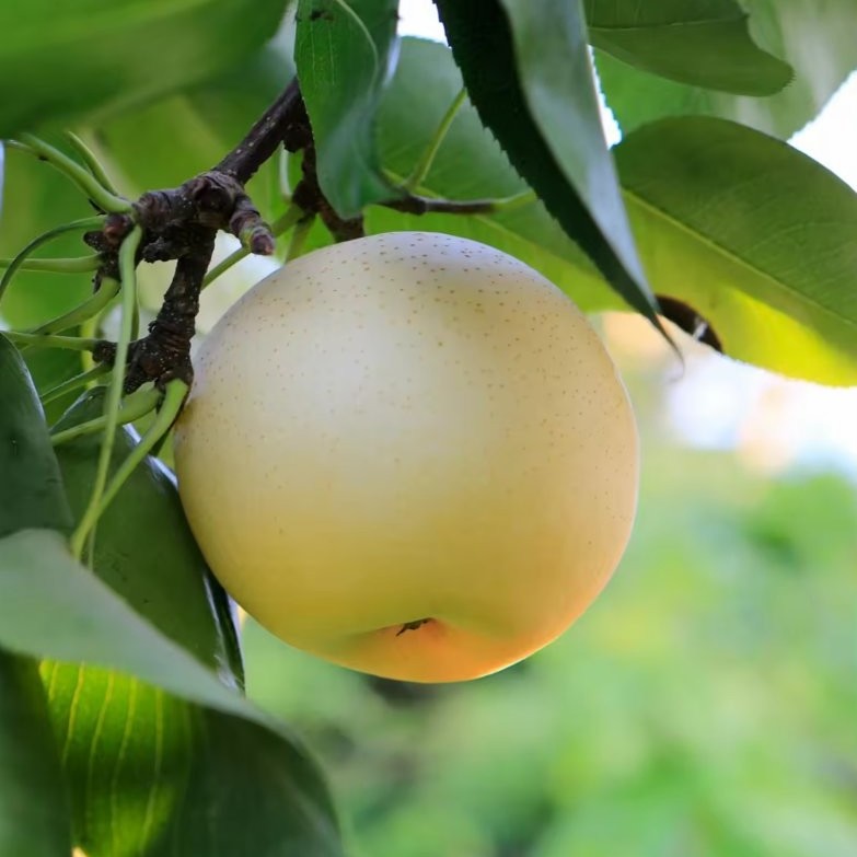 China New Crop Fresh Ya Pear Chinese Fresh Pear Fruit Juicy Pear