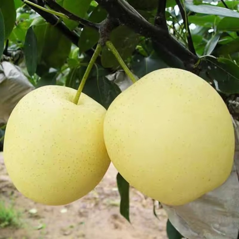 China New Crop Fresh Ya Pear Chinese Fresh Pear Fruit Juicy Pear