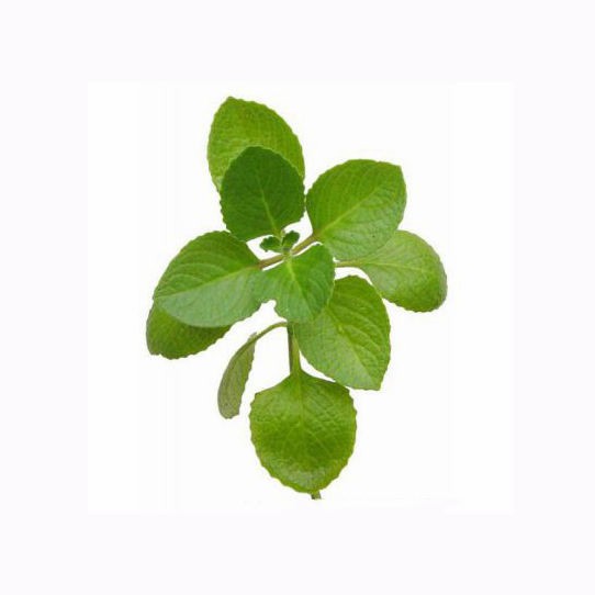 Factory Bulk Dried Oregano Leaf Leaves Powder Oregano Extract Powder